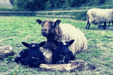 Lambs in the field with Mum