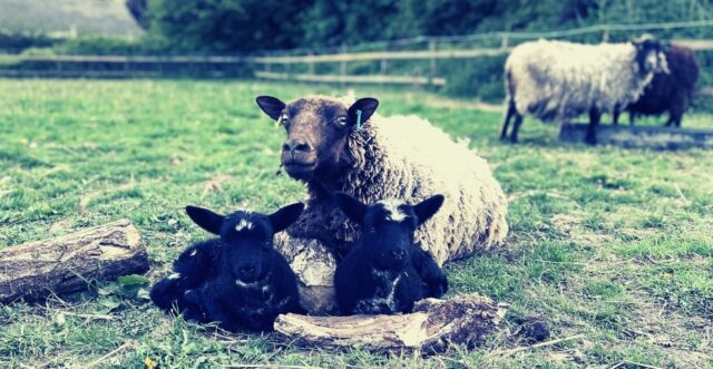 Lambs in the field with Mum